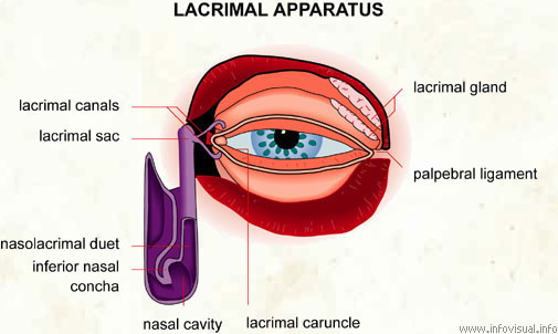 Lacrymal apparatus